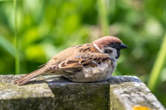 Tree sparrow