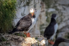 Bempton Cliffs, puffin
