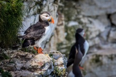 Bempton Cliffs, puffin
