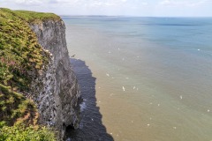 Bempton Cliffs