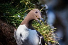 Guillemot
