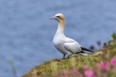 Gannet