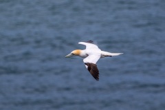 Gannet