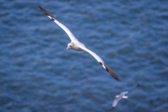 Gannet