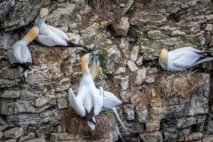 Gannet, billing