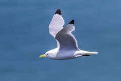 Kittiwake