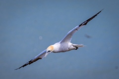Gannet