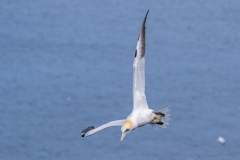 Gannet