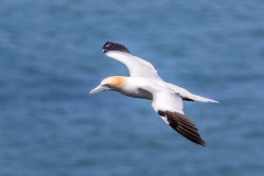 Gannet