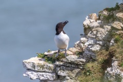 Razorbill