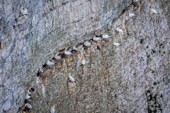 Gannet