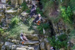 Bempton-Cliffs-11-38