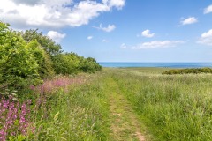 Bempton Cliffs