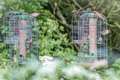 Tree sparrow