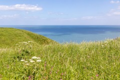 Bempton Cliffs