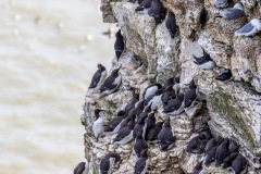 Guillemot
