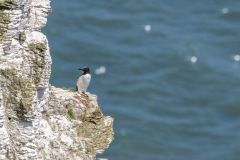 Bempton Cliffs, Guillemot