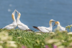 Bempton Cliffs, gannets courting