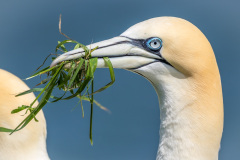 Bempton Cliffs, gannets