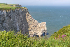 Bempton Cliffs, Scale Nab