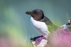 Bempton-Cliffs, Razorbill