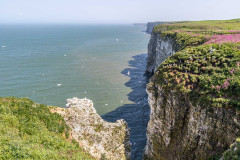 Bempton Cliffs