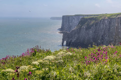 Bempton Cliffs