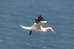 Bempton Cliffs, gannet