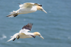 Bempton Cliffs, gannet