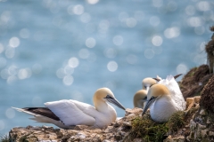 Bempton Cliffs gannets