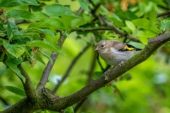 fledgling goldfinch