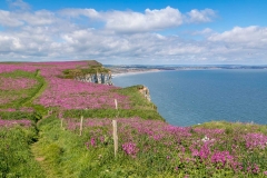 Bempton Cliffs walk