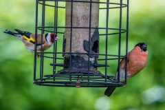 goldfinch, and a male bullfinch