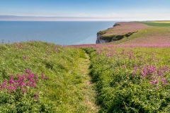 Bempton cliffs walk