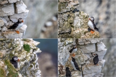 Puffin Bempton
