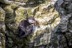 Puffin Bempton
