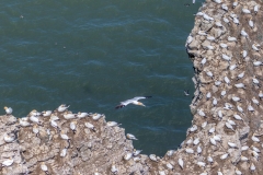 Gannets Bempton Cliffs