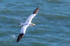 Bempton Cliffs gannets