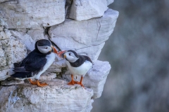 puffin Bempton Cliffs