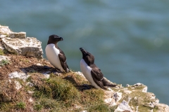 Bempton Cliffs razorbills
