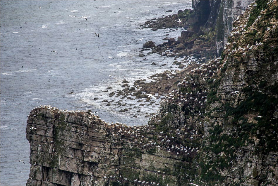 Bempton cliffs2-40