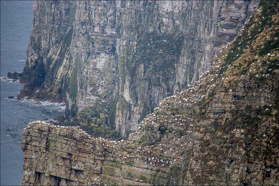 Bempton Cliffs, gannets