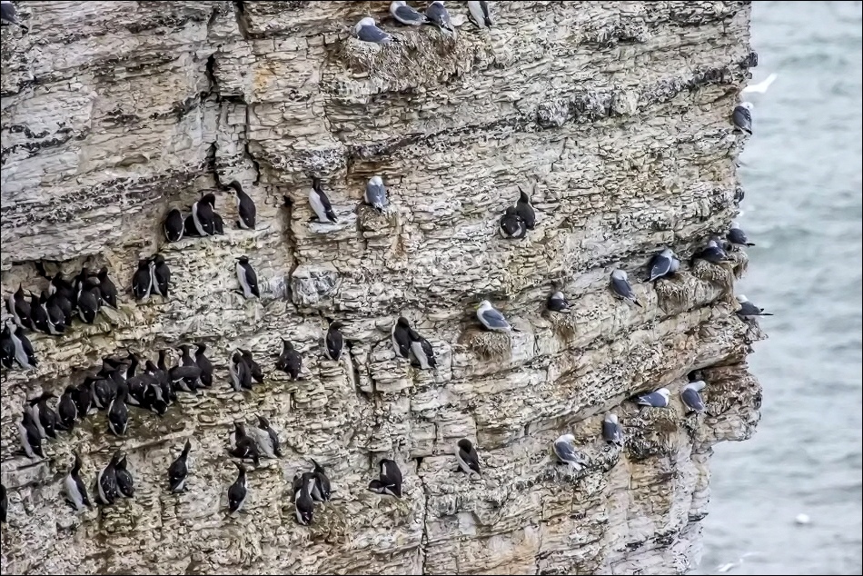 Nesting birds Bempton Cliffs