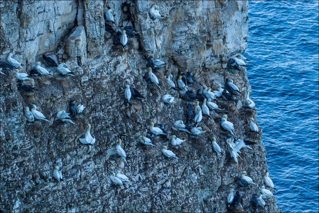 Gannets, Bempton Cliffs