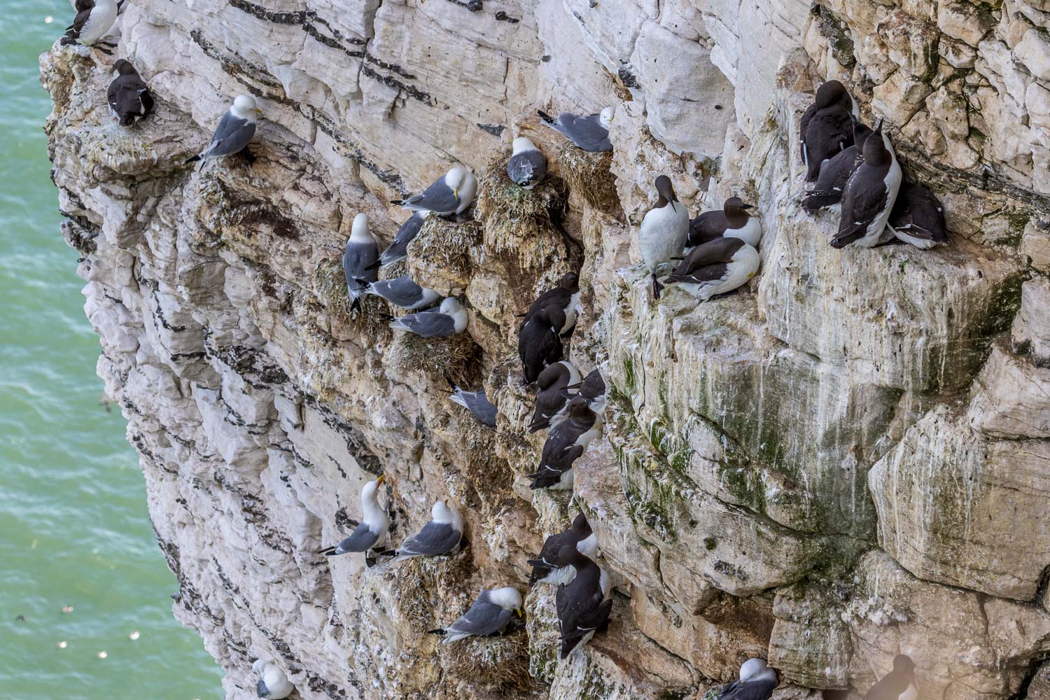 Bempton Cliffs birds