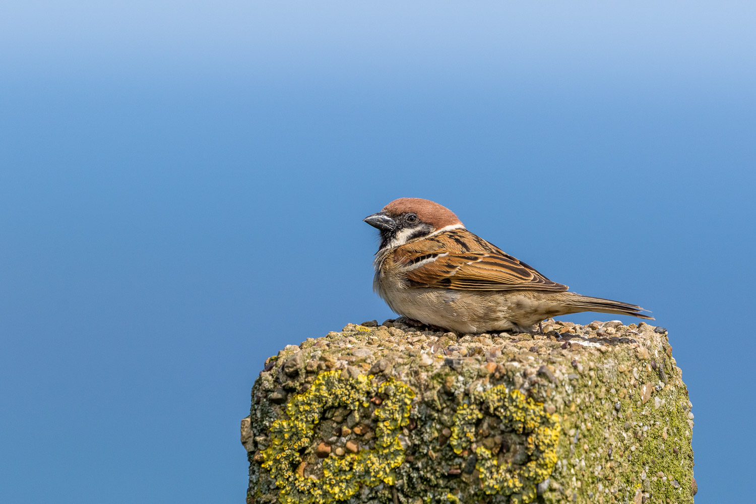 Bempton Cliffs tree sparrow