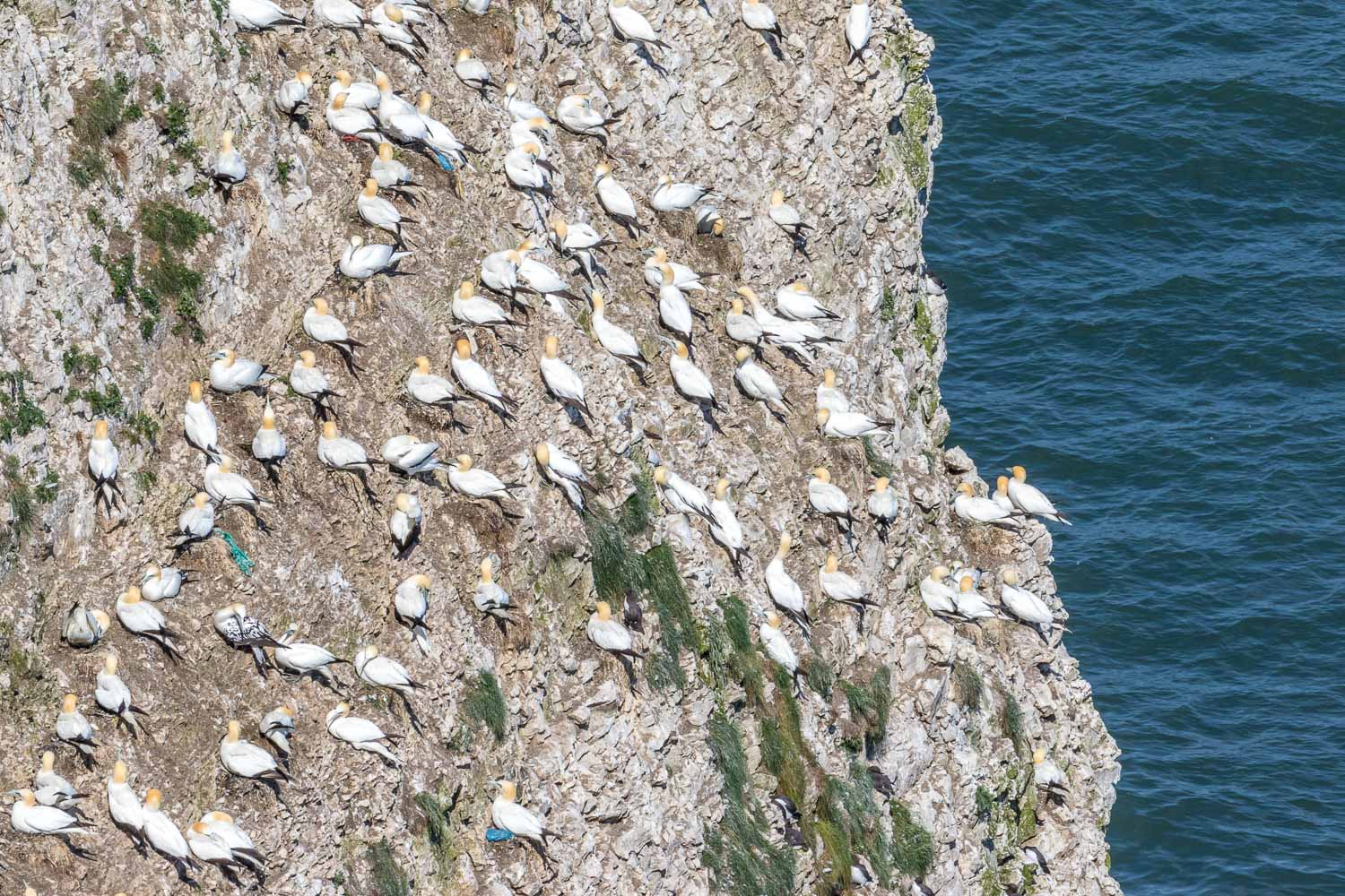 Bempton Cliffs walk, gannets