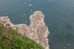 Bempton Cliffs