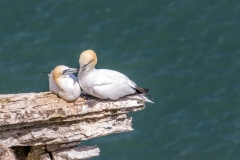 Bempton Cliffs  gannet