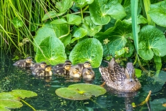 ducklings